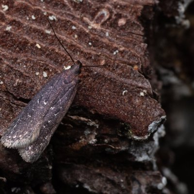 Neofaculta infernella (-), NPR Radostínské rašeliniště
