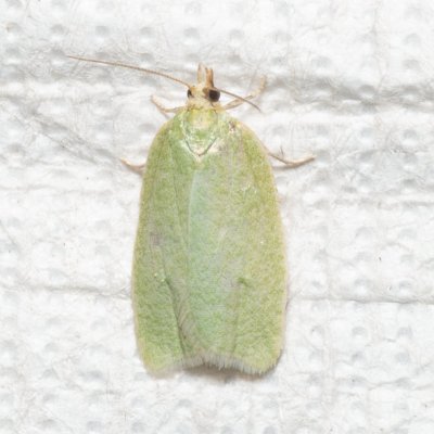 Tortrix viridana (obaleč dubový), PR Kamenný vrch
