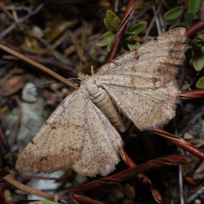 Selidosema plumaria (tmavoskvrnáč čilimníkový), lom Svatý kopeček