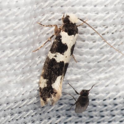 Neurothaumasia ankerella (-), Hrušovany u Brna