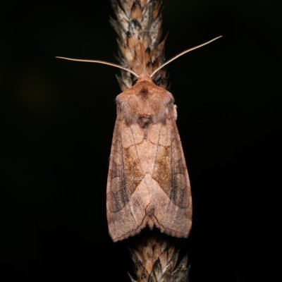 Hydraecia micacea (šedavka luční), PP Střelická bažinka