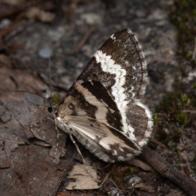 Spargania luctuata (píďalka vrbovková), PP Pohoří na Šumavě