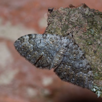 Coenotephria salicata (píďalka siřišťová), Hornek