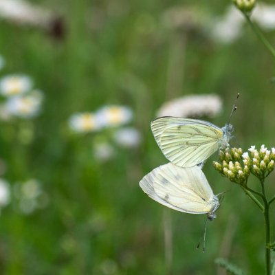 Pieris napi (bělásek řepkový), PP Bobrava