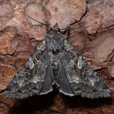 Eurois occulta (osenice velká), NPR Radostínské rašeliniště