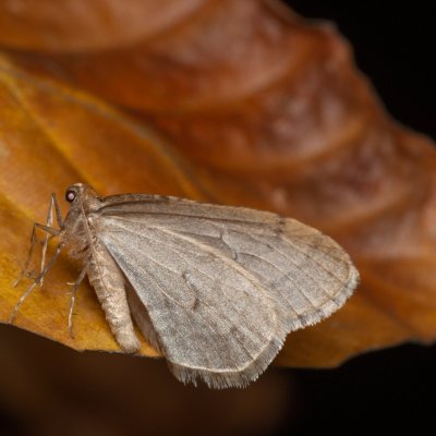 Operophtera brumata (píďalka podzimní), Augšperský potok