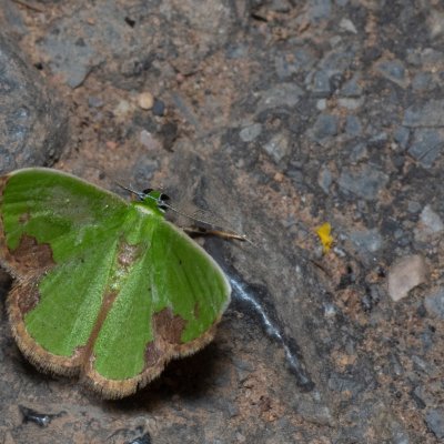 Comibaena sp., TH, Khao Sok