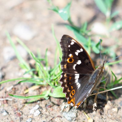 Apatura ilia (batolec červený), Kývalka