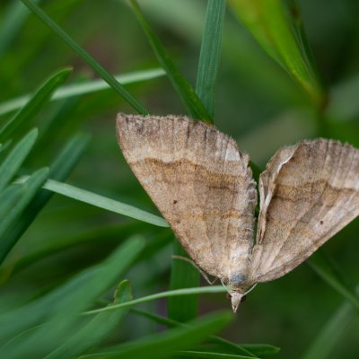 Scotopteryx chenopodiata (vlnočárník sveřepový), Lichnov