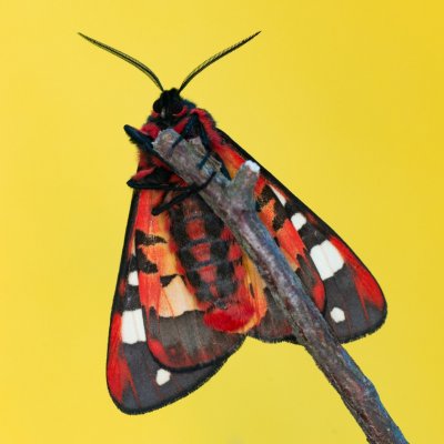 Arctia villica (přástevník špenátový), Podkomorská myslivna