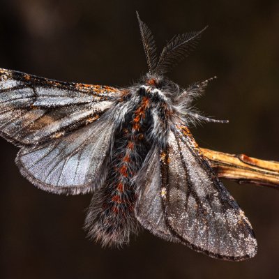 Lycia isabellae (drsnokřídlec modřínový), Ždánický les