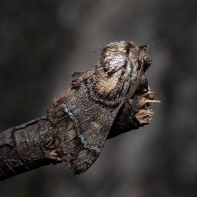 Drymonia velitaris (hřbetozubec jižní), Kobylí