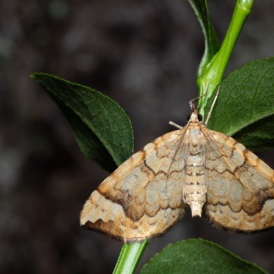 Eulithis populata (píďalka osiková), NPR Radostínské rašeliniště