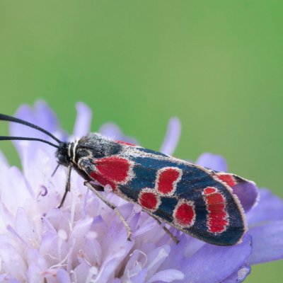 Zygaena carniolica (vřetenuška ligrusová), PP Černice