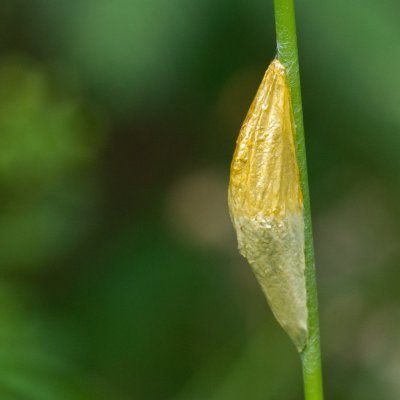 Zygaena filipendulae (vřetenuška obecná), SK, Štôla