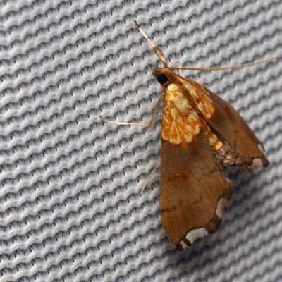 Agrotera nemoralis (zavíječ hajní), Hády