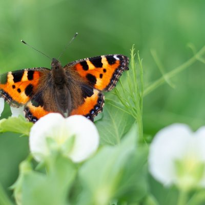 Aglais urticae (babočka kopřivová), Nový dvůr
