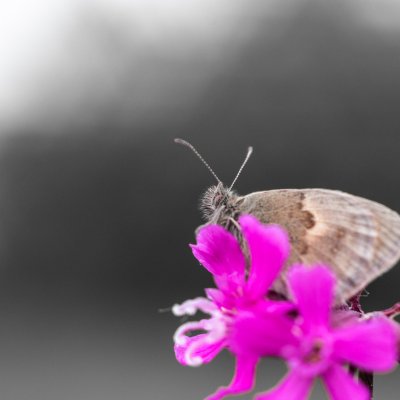 Coenonympha pamphilus (okáč poháňkový), PR Bosonožský hájek