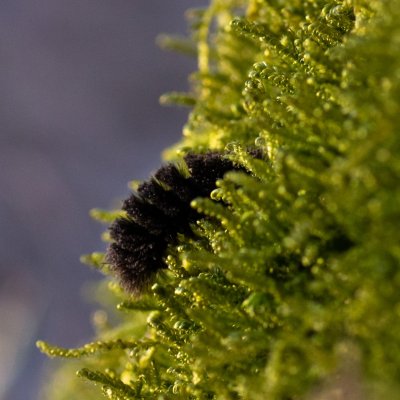 Amata phegea (běloskvrnáč pampeliškový), Žebětín