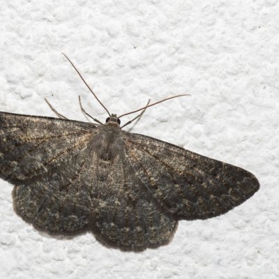 Gnophos obfuscata (-), IT, Pfelders - Plan, Jižní Tyrolsko