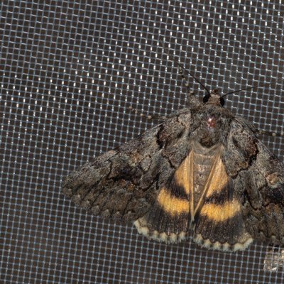 Catocala eutychea (-), GR, Myrtidion monastery, Korfu
