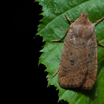 Conistra vaccinii (zimovnice brusnicová), Žebětín