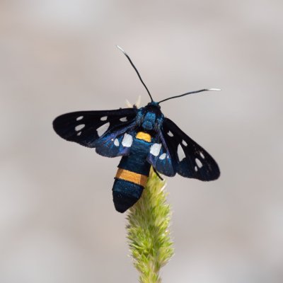 Amata marjana (-), HR, Cesarica