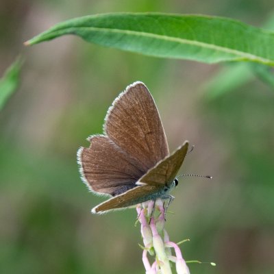 Cyaniris semiargus (modrásek lesní), SK, NPR Furkotská dolina, Tatry