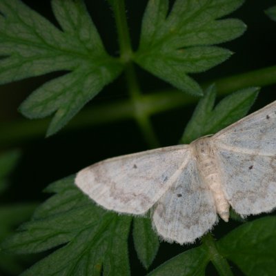Idaea biselata (žlutokřídlec čtverotečný), SK, Štôla