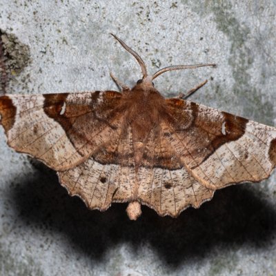 Selenia tetralunaria (zejkovec čtyřměsíčný), Hády - odkaliště