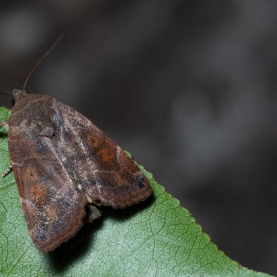 Cosmia affinis (blýskavka dubová), Lysá hora u Ochozu