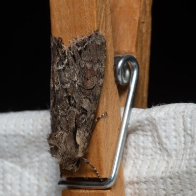 Lacanobia aliena (můra stepní), PP Černice