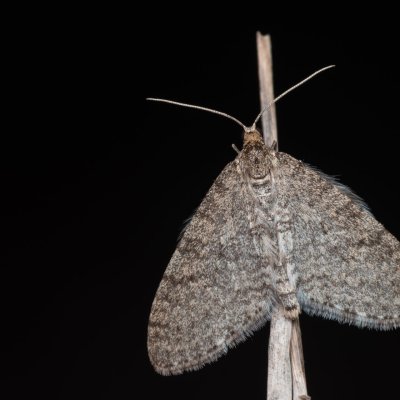 Trichopteryx carpinata (šedokřídlec habrový), Kývalka