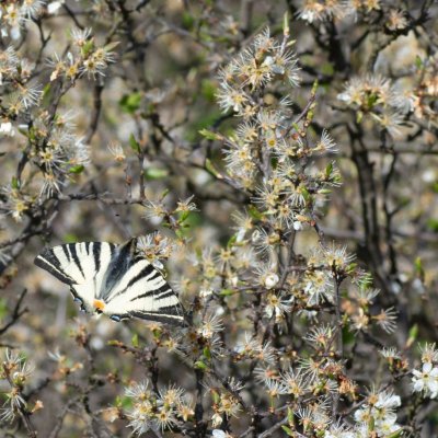 otakárek ovocný, PR Svatý kopeček