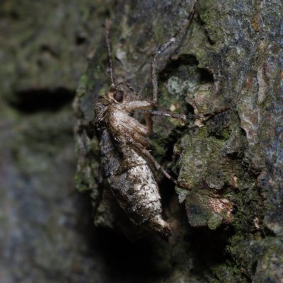 Agriopis aurantiaria (tmavoskvrnáč zlatavý), Žebětín