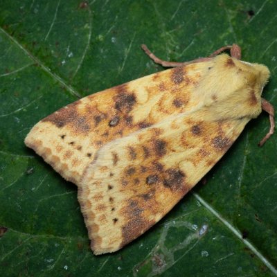 Xanthia icteritia (zlatokřídlec vrbový), Žebětín