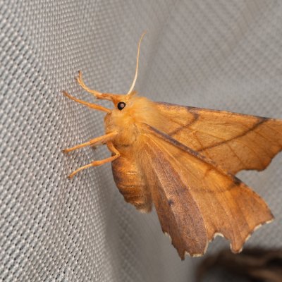 Ennomos erosaria (zejkovec lipový), lom Perná