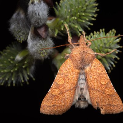 Jodia croceago (zlatokřídlec vzácný), Kývalka