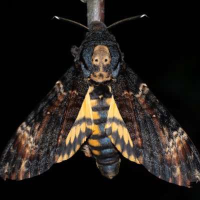 Acherontia atropos (lišaj smrtihlav), Hády
