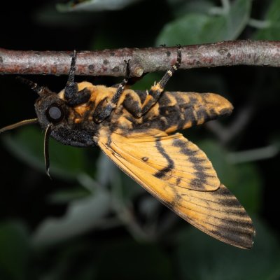 Acherontia atropos (lišaj smrtihlav), Hády