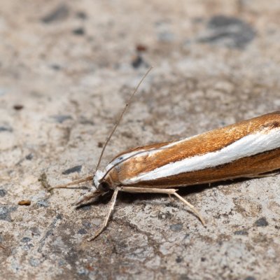 Catoptria pyramidellus (-), HR, Krasno