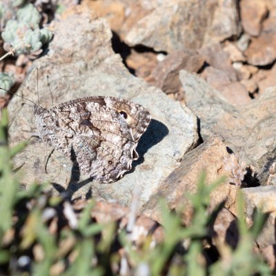 Hipparchia syriaca (-), CY, Troodos