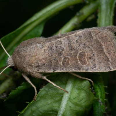 Hoplodrina ambigua (blýskavka jitrocelová), Žebětín