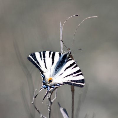 Iphiclides podalirius (otakárek ovocný), NPP Pouzdřanská step - Kolby