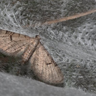 Eupithecia extraversaria (píďalička smldníková), PR Svatý kopeček