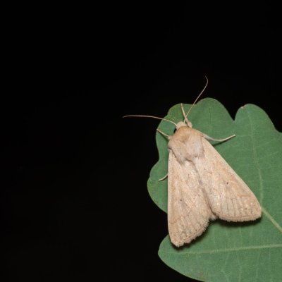 Mythimna vitellina (plavokřídlec žloutkový), Kývalka