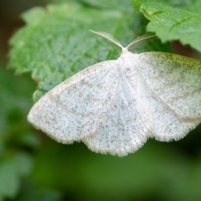 Cabera exanthemata (světlokřídlec osikový), Babice nad Svitavou