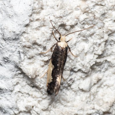 Monopis monachella (mol hnízdový), Melč, Mokřinky