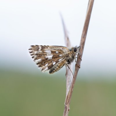 Pyrgus malvae (soumračník jahodníkový), Střelecký kopec