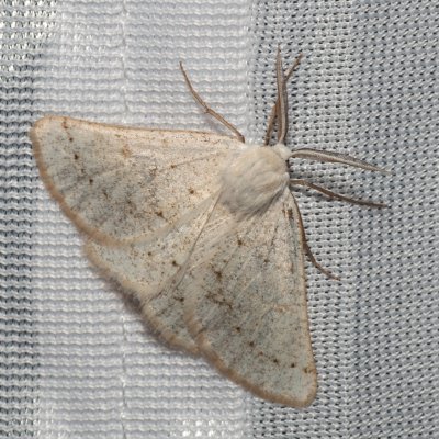 Dyscia conspersaria (světlokřídlec šalvějový), PR Svatý kopeček